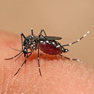 aedes_aegypti-moustique.jpg