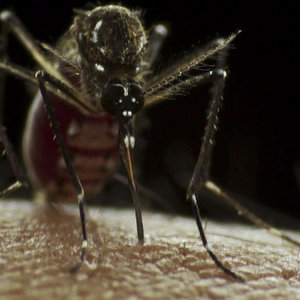 aedes_aegypti_sanofi_pasteur.jpg