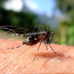 aedes_albopictus_credit_john_tann.jpg