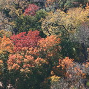 aerial_view_of_autumn_forest_colors-wing-chi_poon.jpg