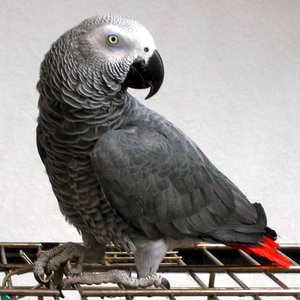 africangreyparrot.jpg