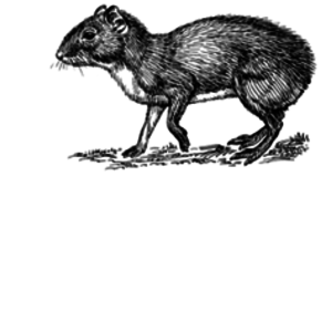 agouti_a-42_psf-wikimedia.png