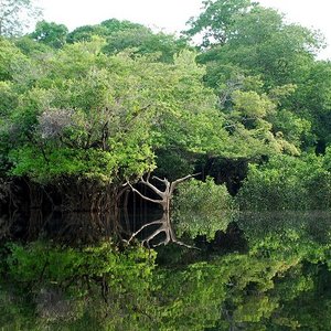 amazonie.jpg