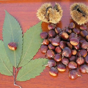 american_chestnut_peatcher_wc.jpg