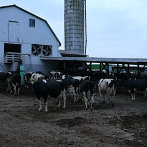 amish_dairy_farm.jpg