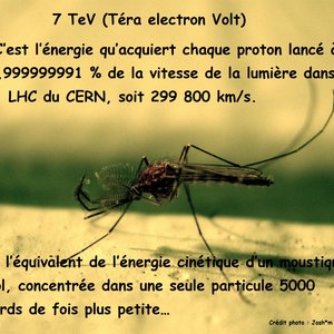 analaogie_moustique_et_proton_-_lhc.jpg