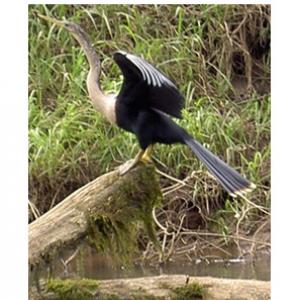 anhinga_b-costarica3.jpg