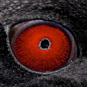 animal-eye-quiz-by-telegraph.jpg