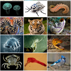 animal_diversity.png