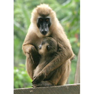 animaux-photo-libre-fr.jpg