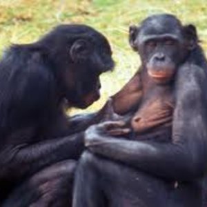 animaux_sexe.jpg