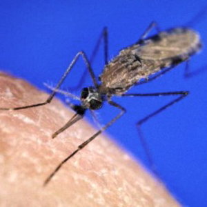 anophele-malaria.jpg