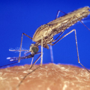 anopheles_gambiae_mosquito_feeding_1354.p_lores.jpeg