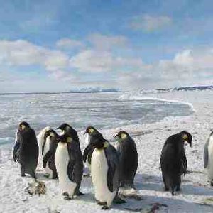 antarctique.jpg