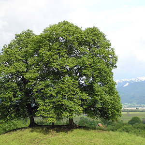 arbre.jpg