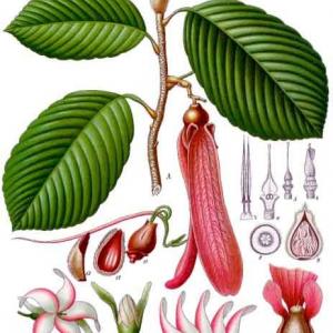arbre_boisdur.jpg