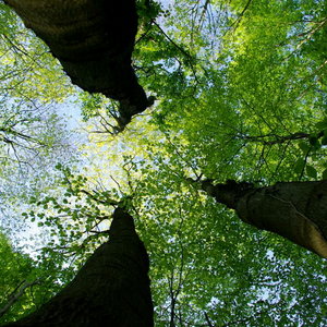 arbres-large.jpg