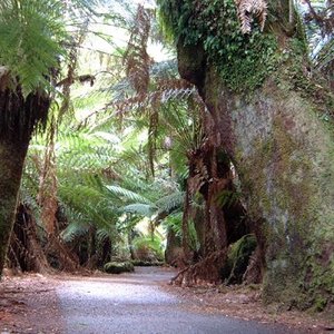 arbres03.jpg