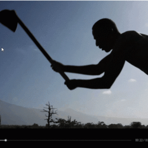 arbres_kilimandjaro406737314.gif