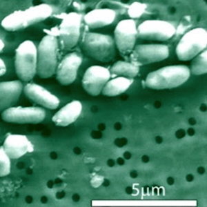 arsenic-bacteria2.jpg