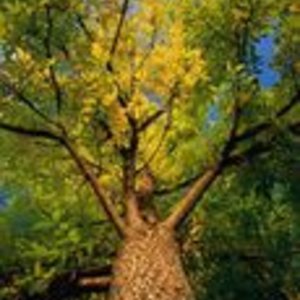 ash-tree-pictures-com.jpg