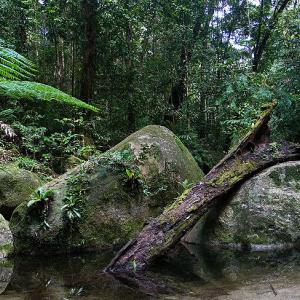 australian_rainforest_wikicom.jpg
