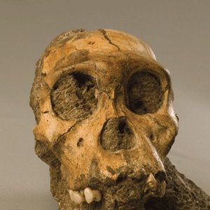 australopithecus-sediba.jpg