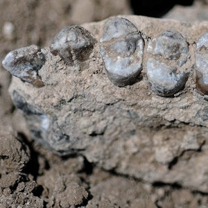 australopithecusdeyiremeda.jpg