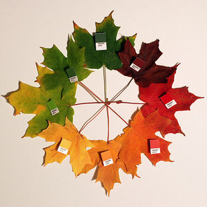 autumn_leaves_chrisglass.jpg