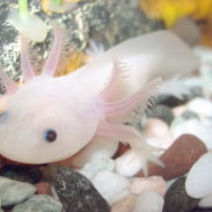axolotl.jpg