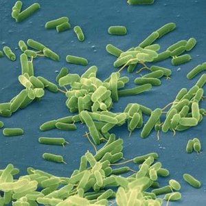 bacteria.jpg