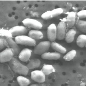 bacterie-arsenic.jpg
