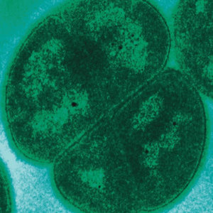 bacterie.jpg