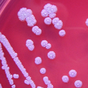 bacterioe-burkholderia.jpg