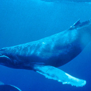 baleine_a_bosse.jpg