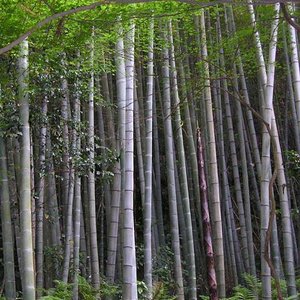 bamboo_forest_kamakura_wc.jpg