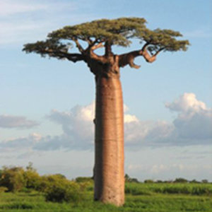 baobab-wikipedia.jpg