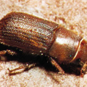 bark-beetle.jpg