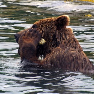 bear-itch.jpg