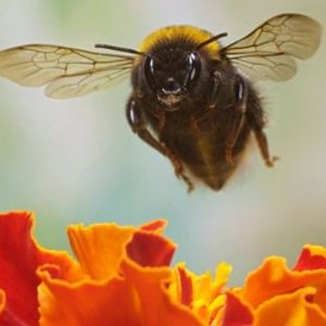 bee.jpg