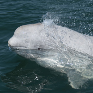 beluga-gremm.jpg