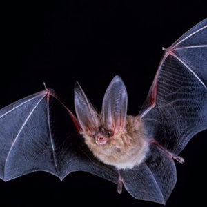 big-eared-townsend-fledermaus.jpg