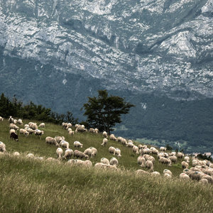 billet_1_image_1_-_troupeau_a_lalpage_de_sornin_dans_le_vercors.jpg