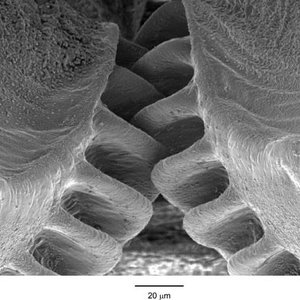 biomimetisme.jpg