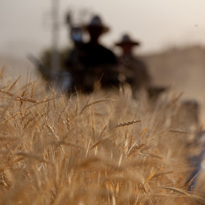 ble_agriculture.jpg