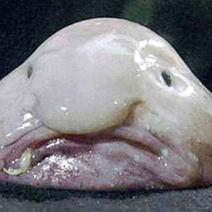 blobfish.jpg