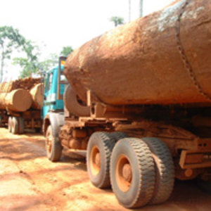 bois_exploite_cameroun.jpg