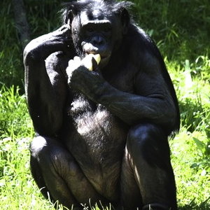 bonobo-1.jpg