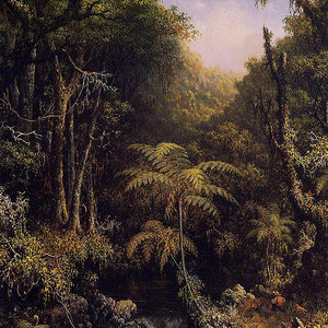 brazilian_forest_martinjohnsonheade_wc.jpg