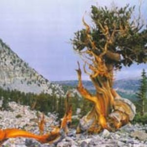 bristlecone_pine_great_basin.jpg